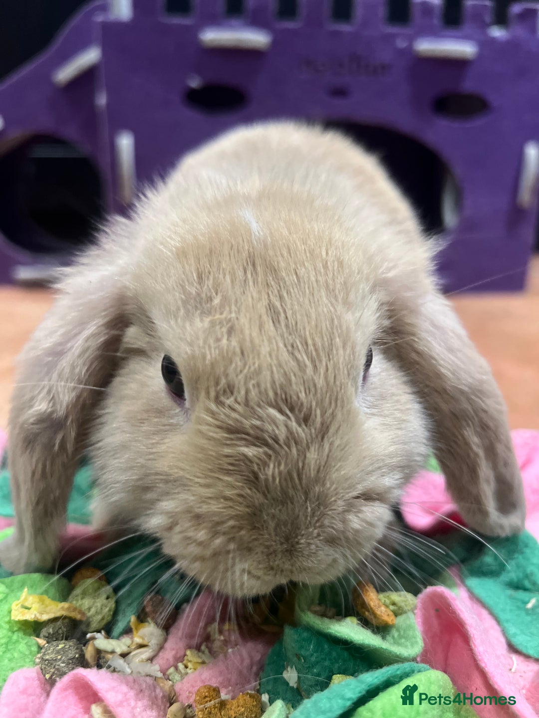 Mini Lop rabbits for sale: 🐰 Mini Lop Baby Bunnies for Sale 🐰 - Image 9