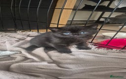 British Shorthair cats for sale: British shorthair cross please read description - Image 6
