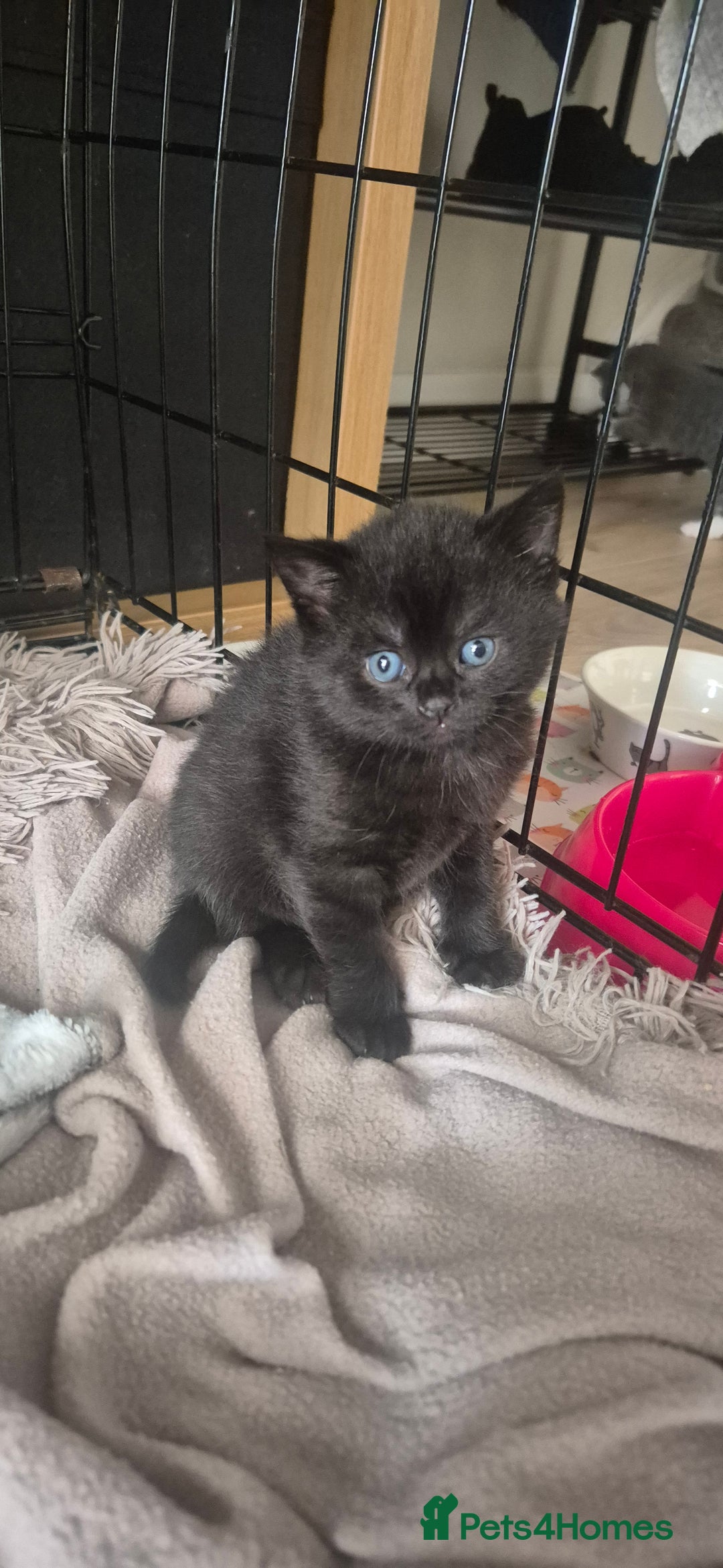 British Shorthair cats for sale: British shorthair cross please read description - Image 6