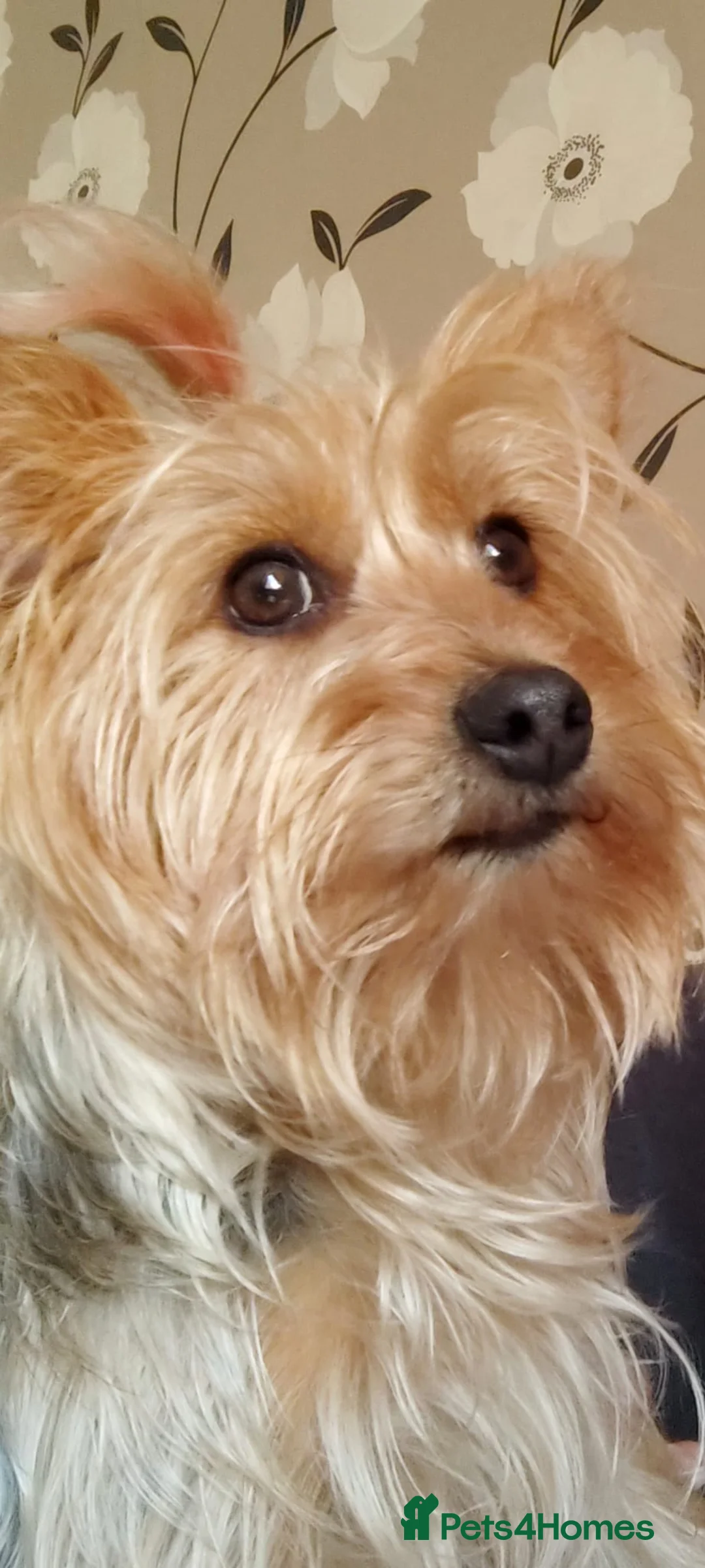 Yorkshire Terrier dogs for sale: 4 puppies left to sell - Advert 1