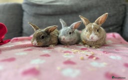Mini Lop rabbits for sale: Mini lop male bunny - Image 2