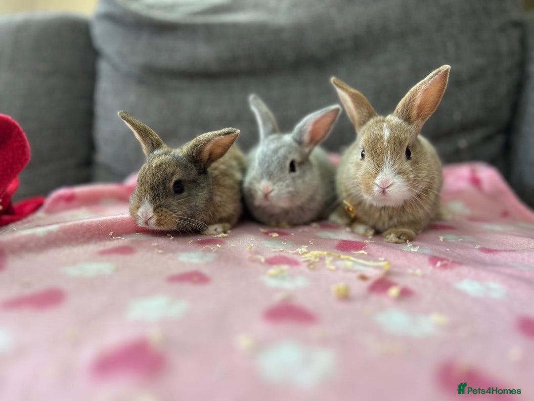 Mini Lop rabbits for sale: Mini lop male bunny - Image 2
