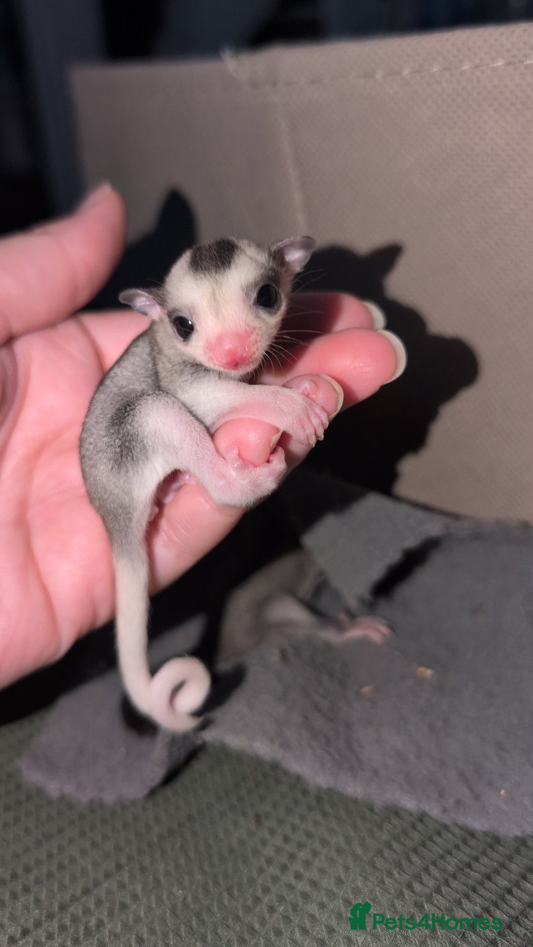 Sugar Glider rodents for sale: Mosaic and Grey glider siblings available  - Image 5