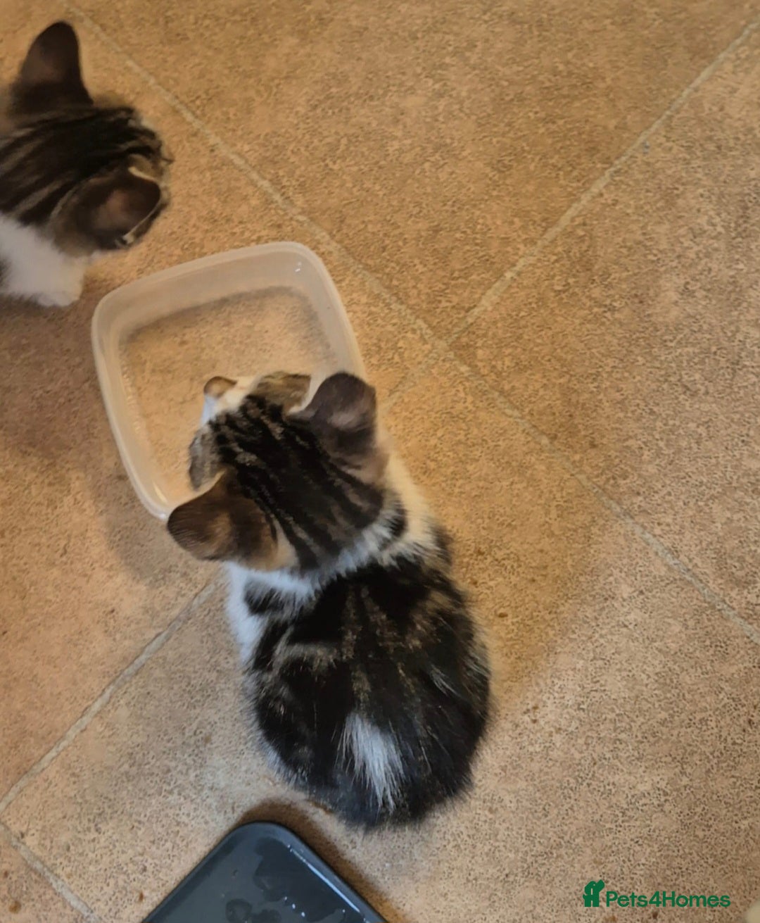 Mixed Breed cats for sale: Adorable 7 Mixed Breed Kittens 🐾 - Image 35