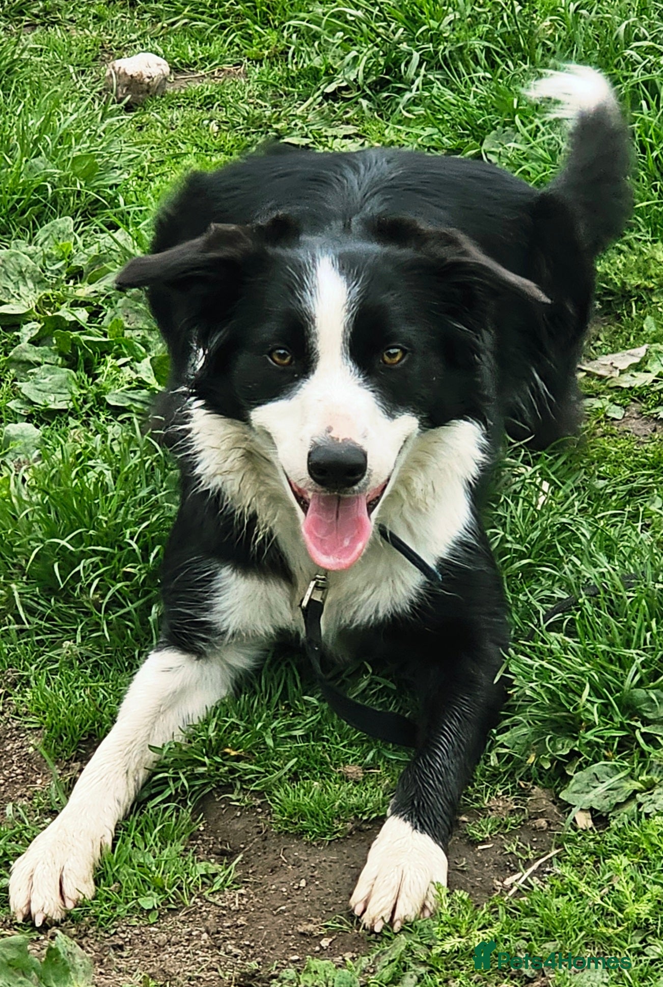 Border Collie dogs for sale: Border collie girl 14 months old - Advert 1