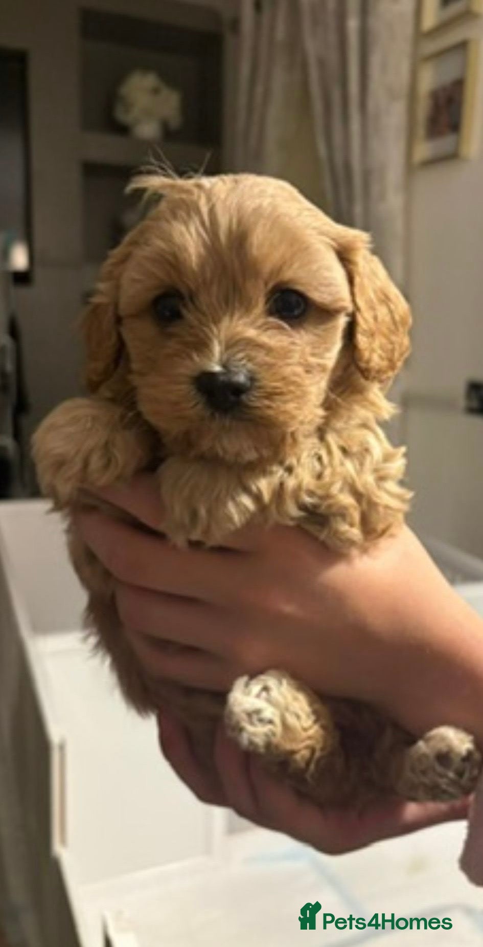 Mixed Breed dogs for sale: Cavapoochon puppies  in Worthing - Advert 2