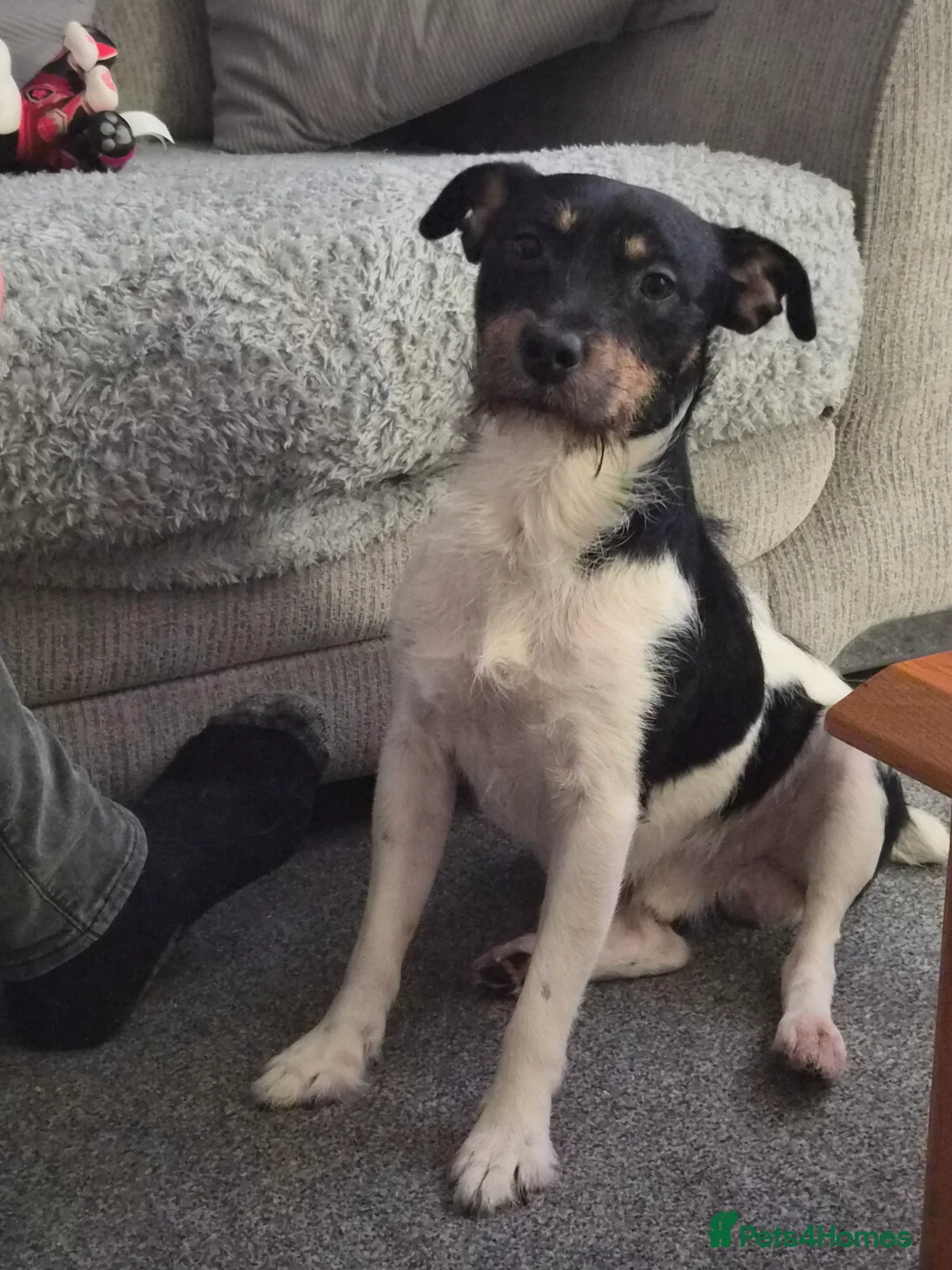 Jack Russell dogs for stud: Boy Jack Russel for stud  in Batley - Advert 1