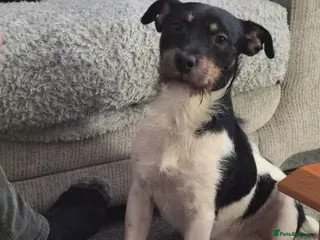 Jack Russell dogs Boy Jack Russel for stud in Batley - Advert 1