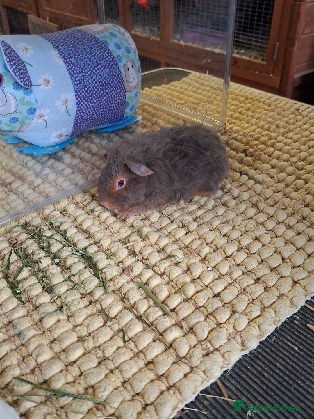 Guinea Pig rodents for sale: Pure Breed Merino pups  - Advert 6