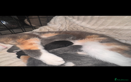 British Shorthair cats for sale: Stunning kittens  - Image 6