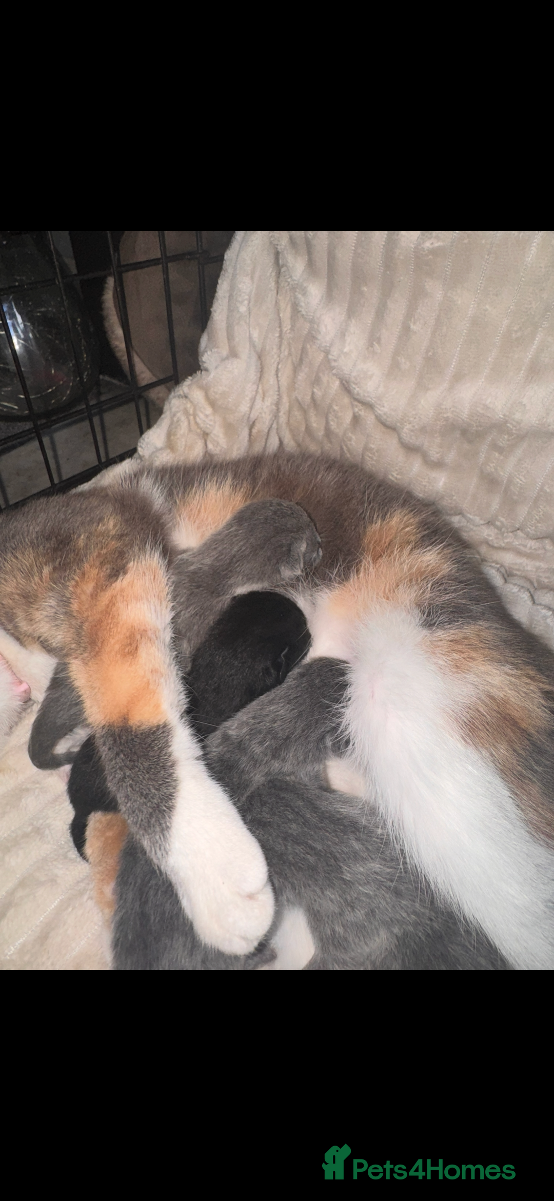 British Shorthair cats for sale: Stunning kittens  - Image 6