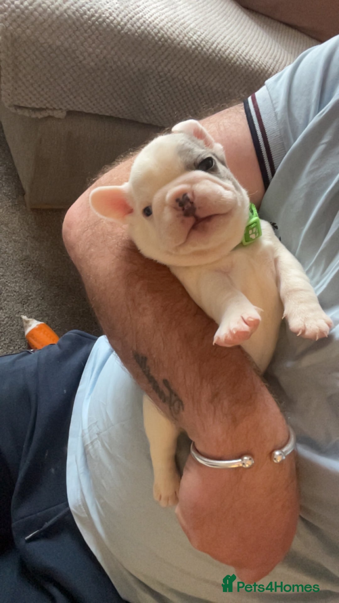 French Bulldog dogs for sale: 2 Male French Bulldog Puppies For Sale - Image 2
