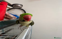 Parrots birds for sale: Alexandrine male - Image 5