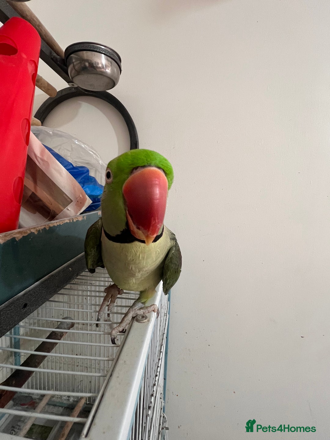 Parrots birds for sale: Alexandrine male - Image 5
