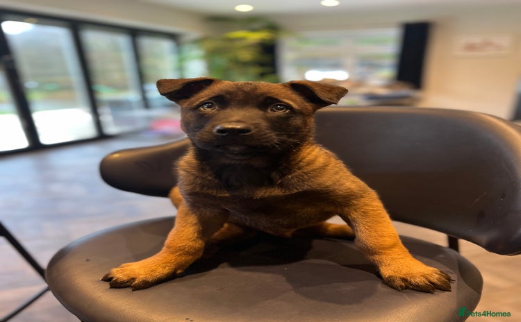 Mixed Breed dogs Belgian Malinois Puppies  - Advert 13