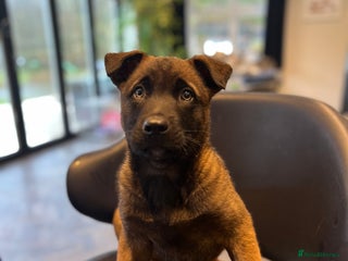 Mixed Breed dogs Belgian Malinois Puppies - Advert 14