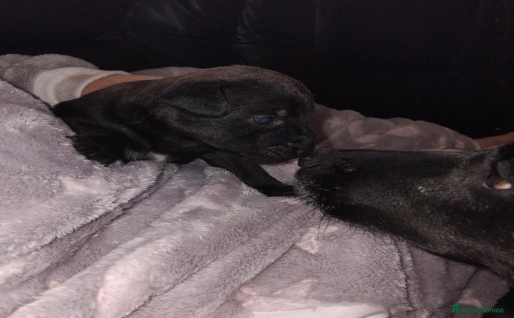 Patterdale Terrier dogs - Advert 2