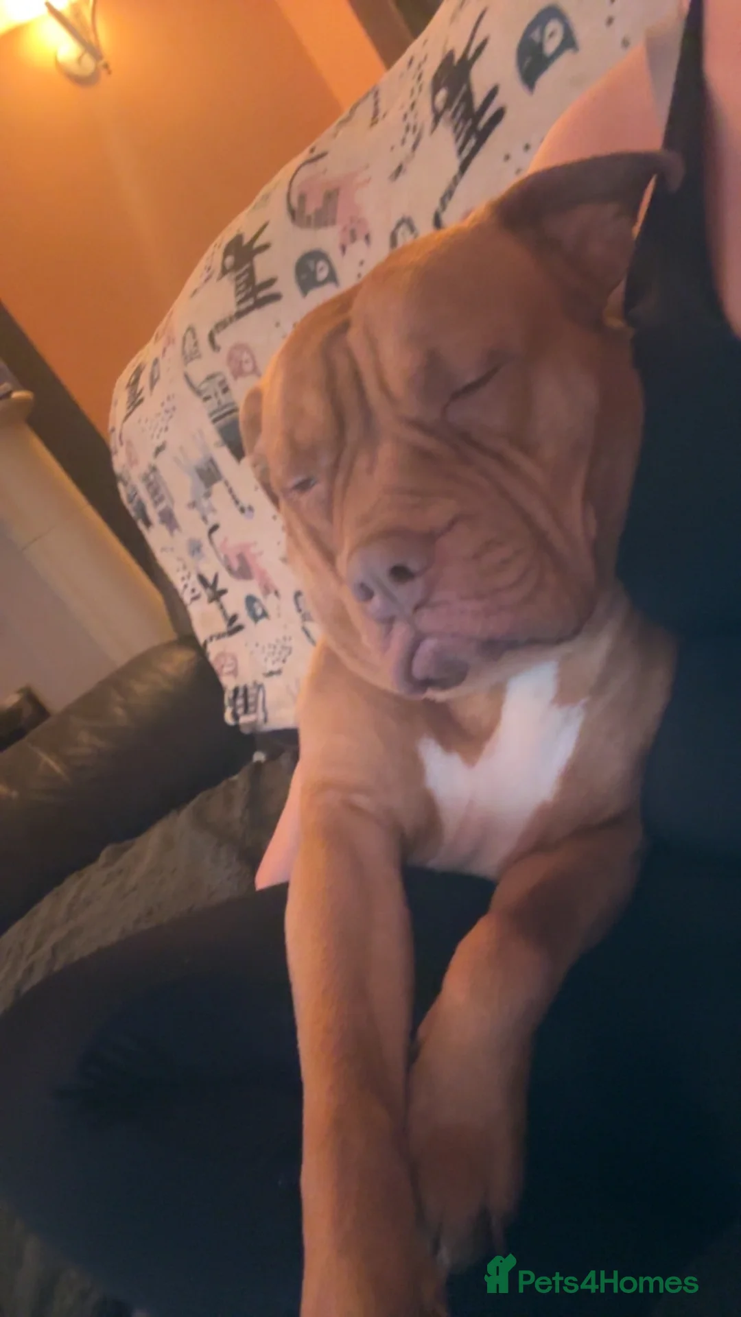 American Bulldog dogs for sale: Female American bulldog Ragnar  - Advert 2