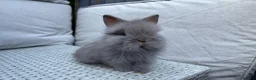 Lionhead rabbits for sale: Fluffy double mane lion head rabbits for sale  - Advert 14