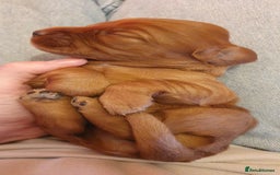 Cocker Spaniel dogs for sale: 4 Gorgeous Cocker Spaniel Puppies - Image 6
