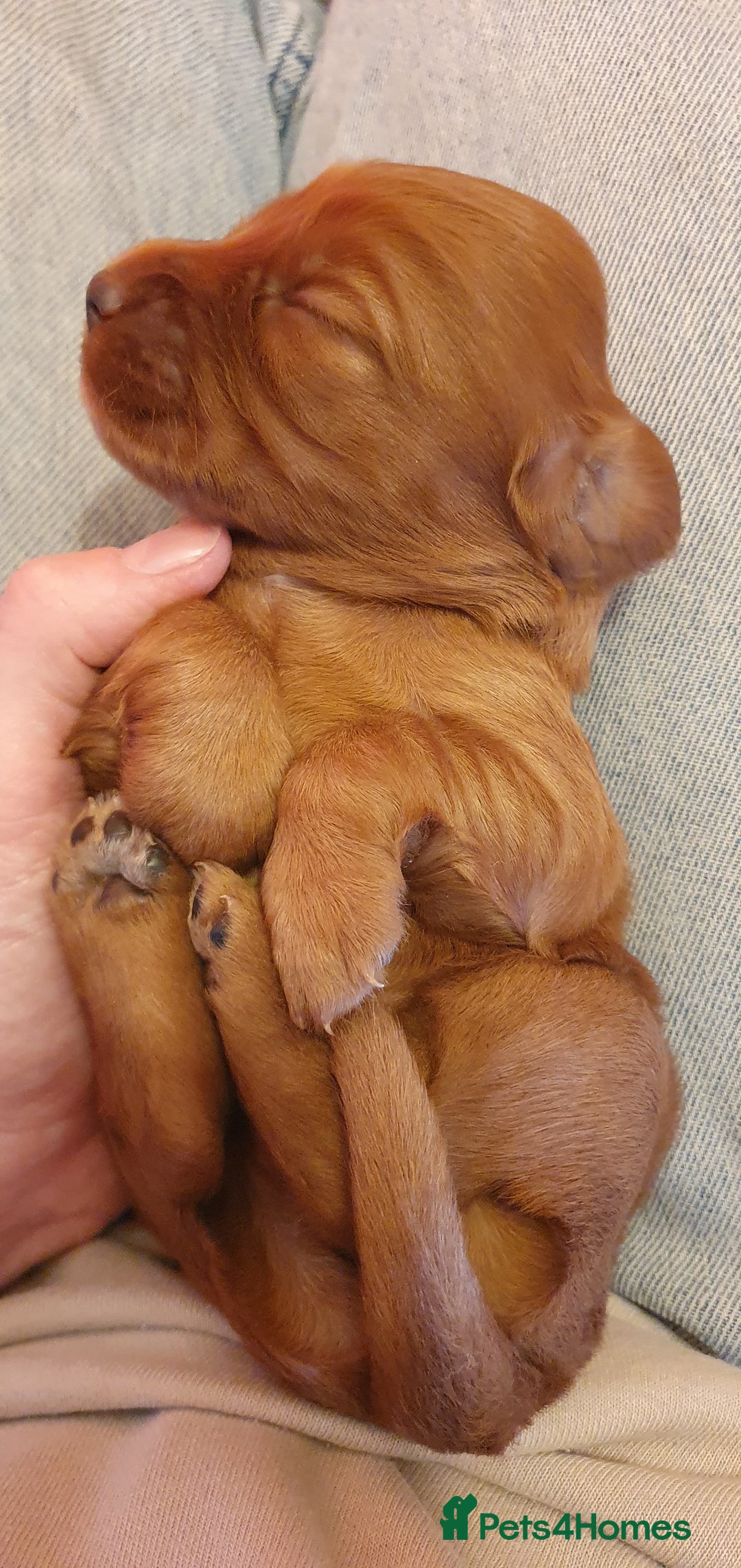 Cocker Spaniel dogs for sale: 4 Gorgeous Cocker Spaniel Puppies - Image 6