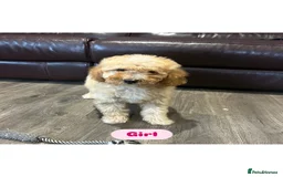 Cavapoo dogs for sale: Adorable Cavapoos ready for their new families 🐾 - Image 11