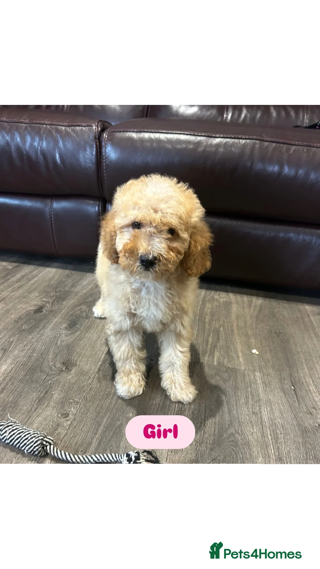 Cavapoo dogs for sale: Adorable Cavapoos ready for their new families 🐾 - Image 11