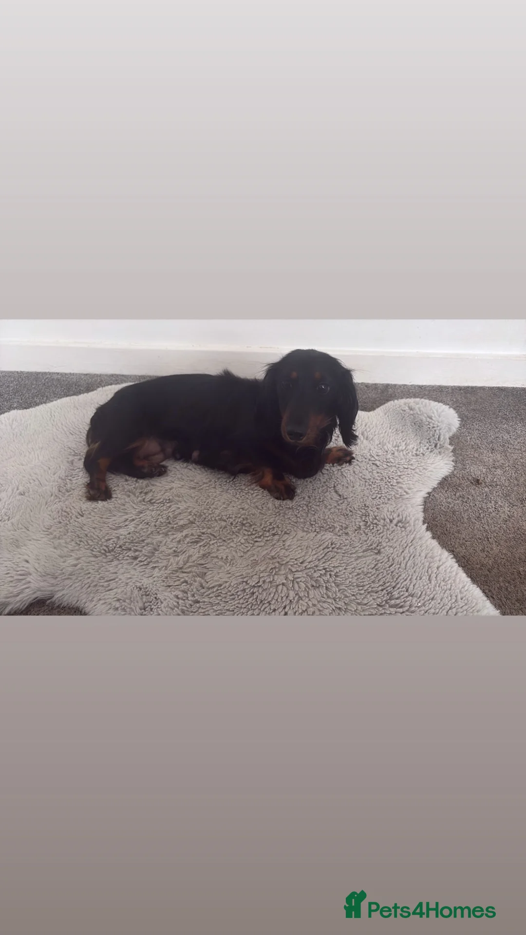 Doxiepoo dogs for sale: Fur Doxipoo Babies  in Egham - Advert 10