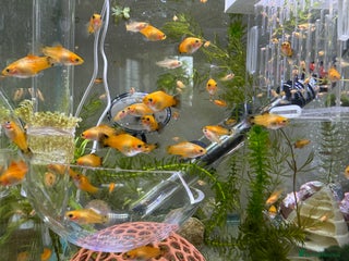 Plecos fish Beautiful small Platy, Guppy &Pleco – Hobby Tank - Advert 1