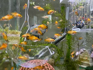 Plecos fish Beautiful small Platy, Guppy &Pleco – Hobby Tank - Advert 12