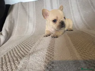 French Bulldog dogs Litter of french bulldog puppies - Advert 1