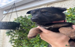 German Shepherd dogs for sale: Beautiful German Shepherd Puppies from Loving Home - Image 4