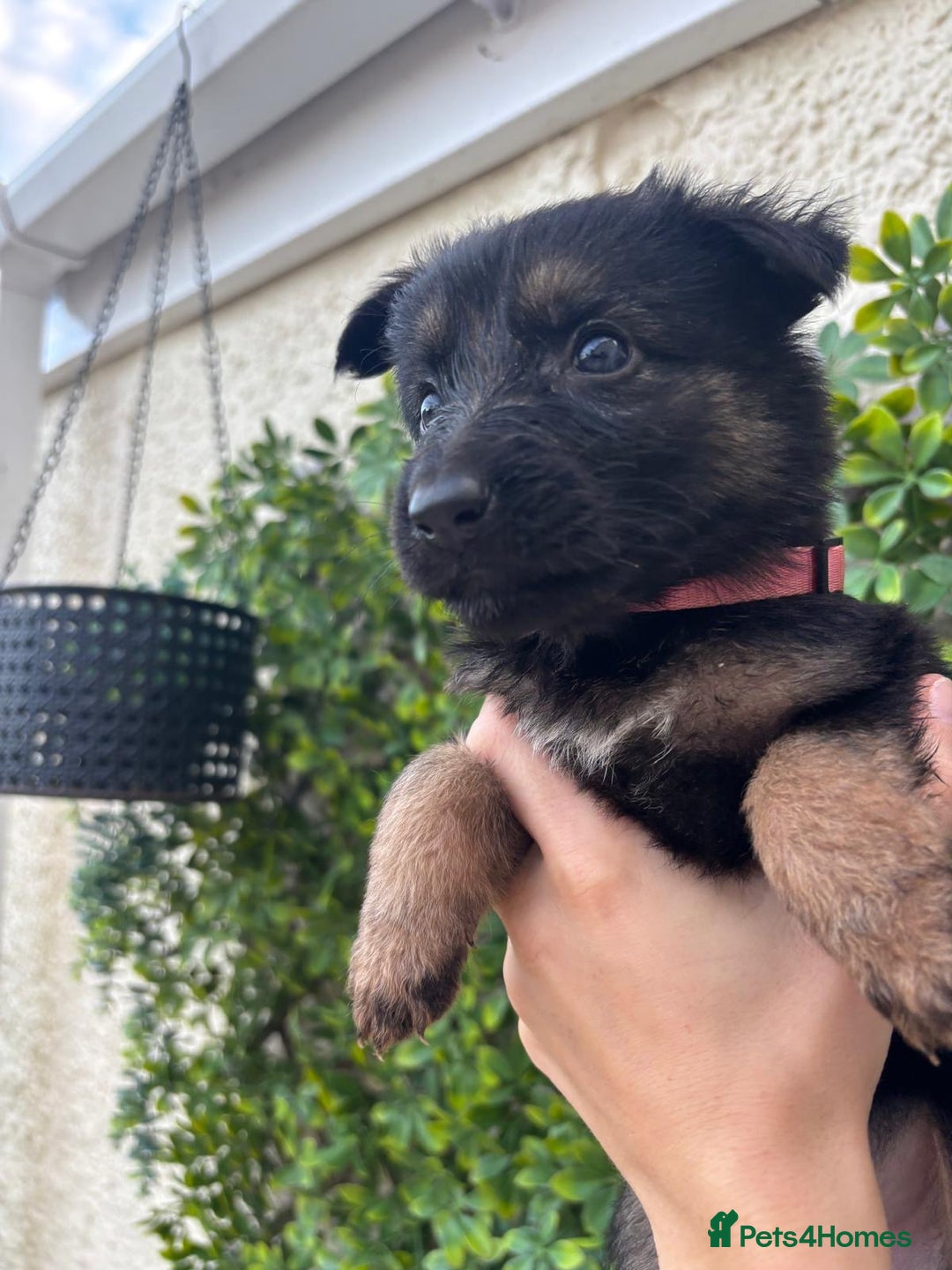 German Shepherd dogs for sale: Beautiful German Shepherd Puppies from Loving Home - Image 4
