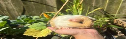 Guinea Pig rodents for sale: Gold & white Coronet Boar  - Advert 7