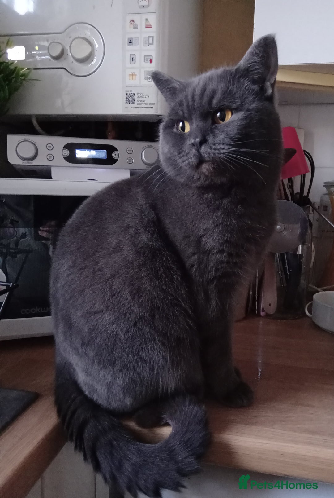 British Shorthair cats for sale: Beautiful Blue British Shorthair Male  - Image 6