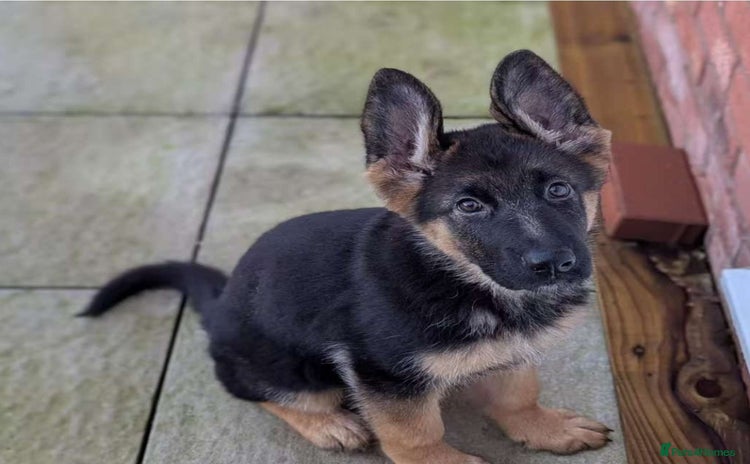 German Shepherd dogs - Advert 1