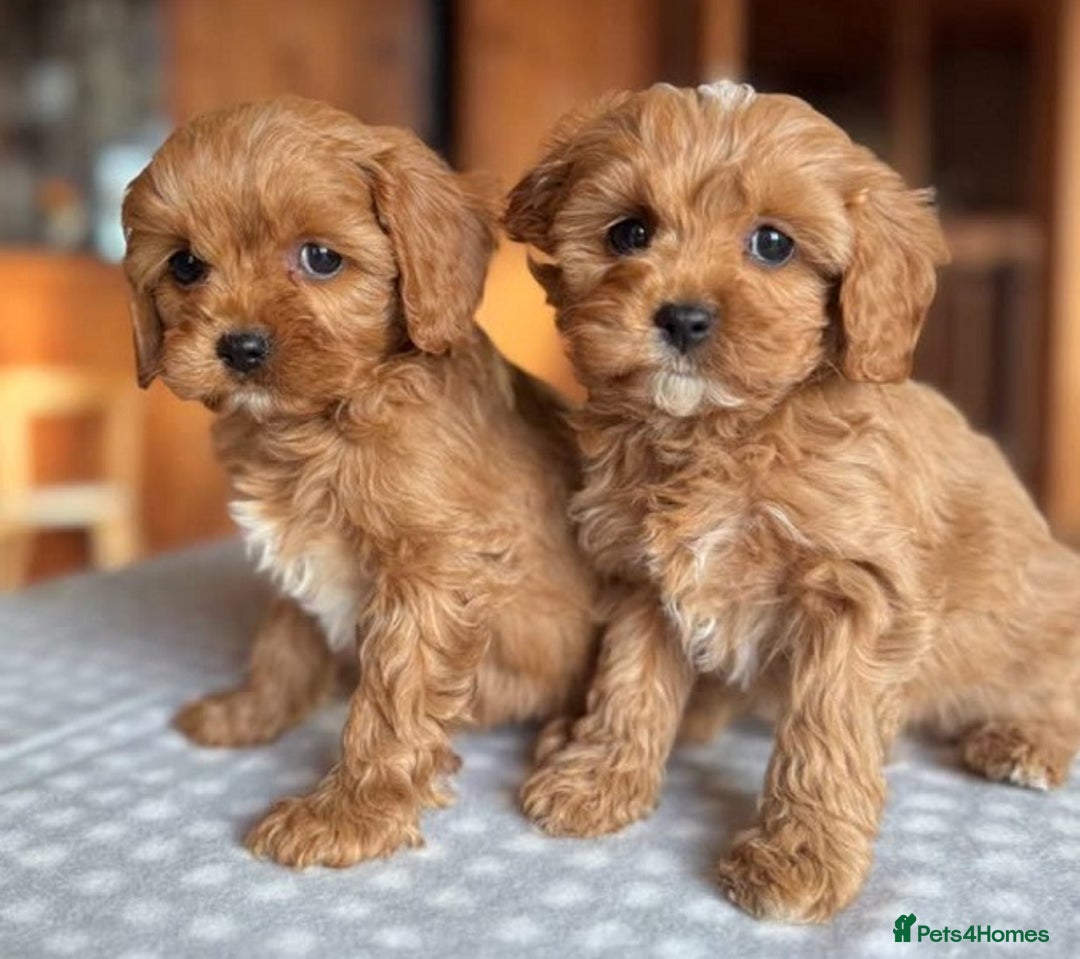 Cavapoo dogs for sale: Beautiful Cavapoo Puppies Ever! - Image 2