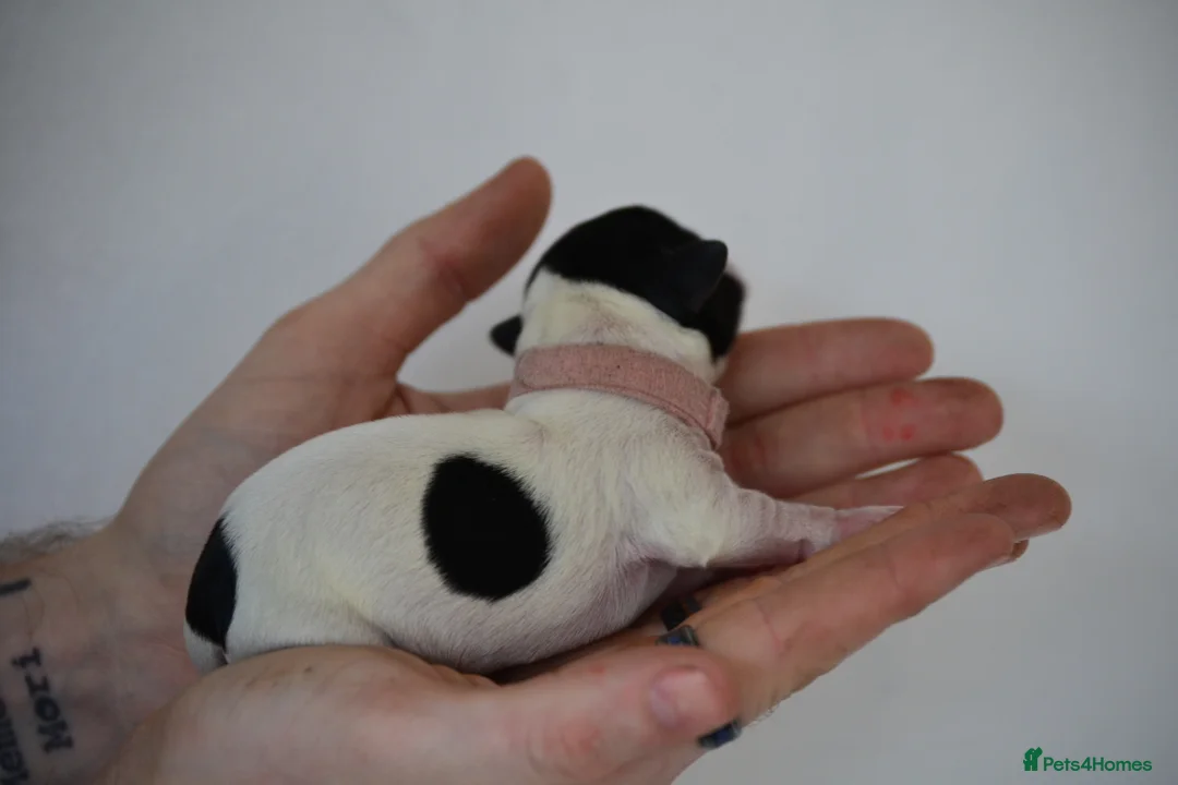 Jack Russell dogs for sale: Traditional Jack Russell  - Advert 7