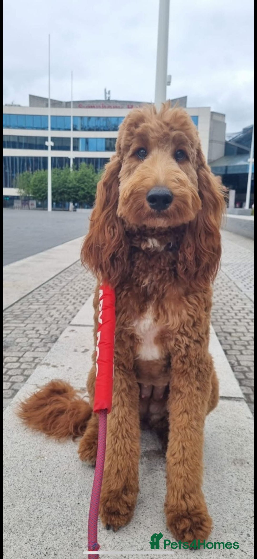Irish Doodle dogs for sale: Irish Doodle Standard - Image 8