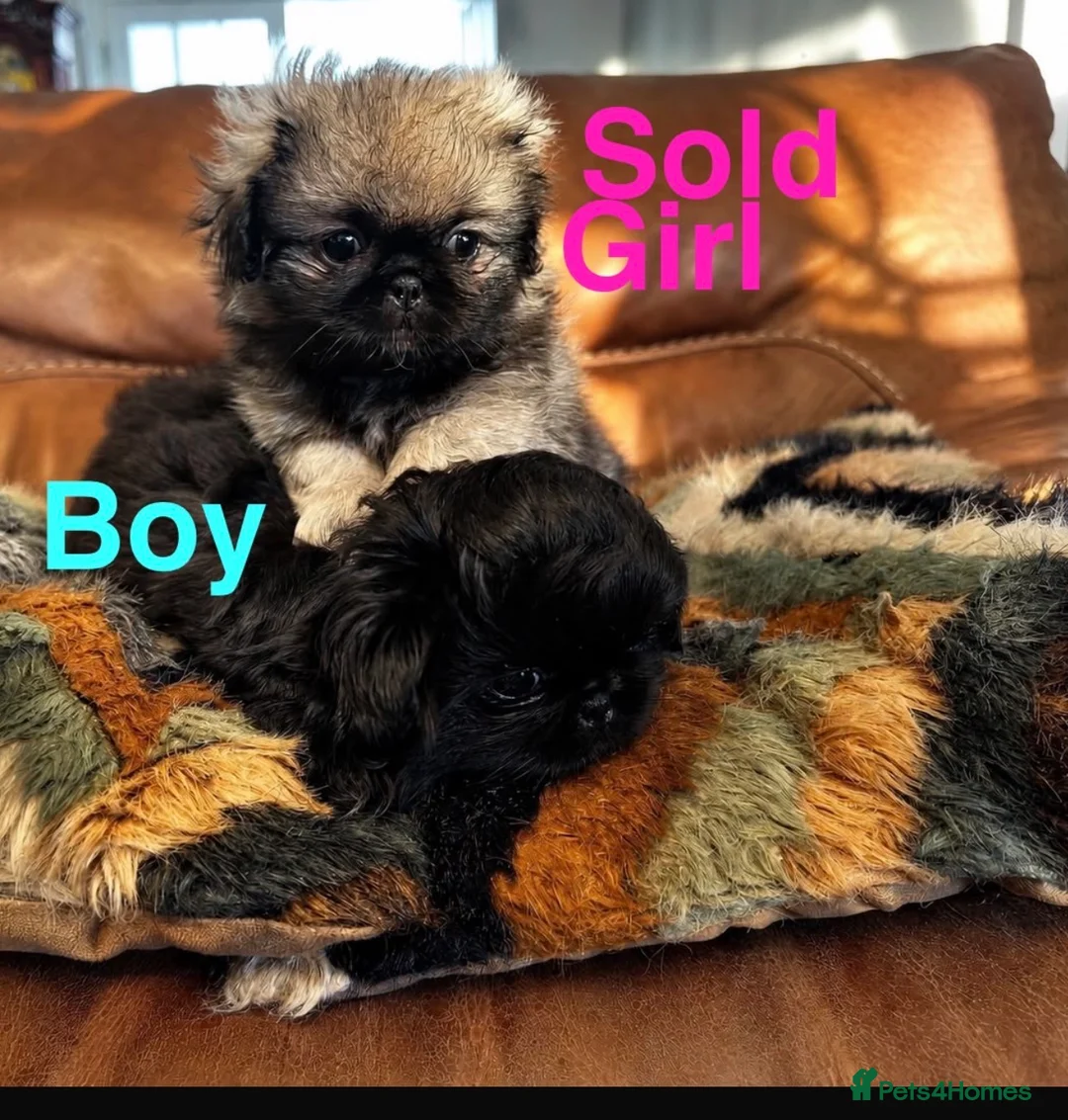Pekingese dogs for sale: Pekingese  - Advert 1