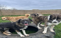 Mixed Breed dogs for adoption: MABEL - Image 12