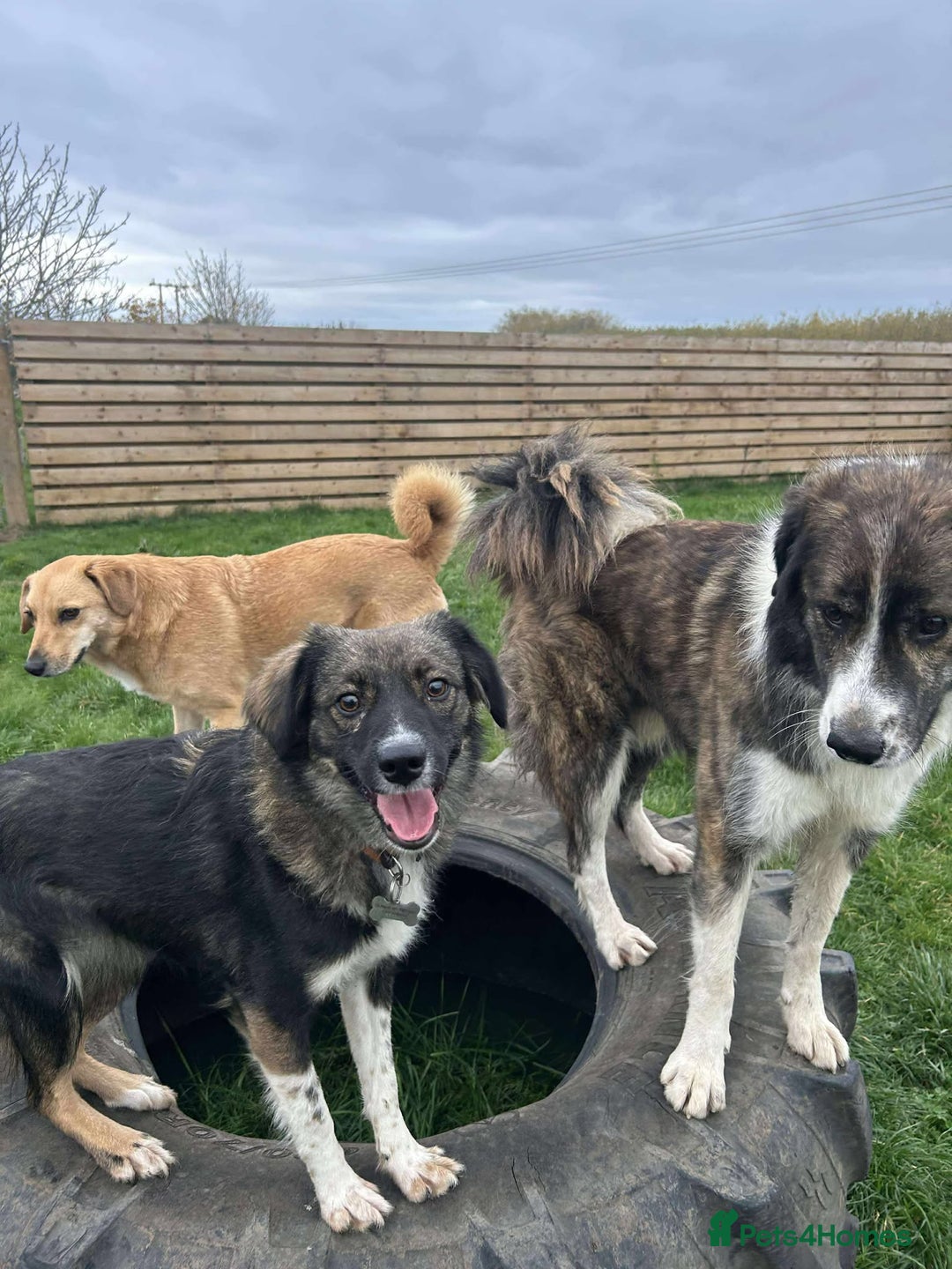 Mixed Breed dogs for adoption: MABEL - Image 12