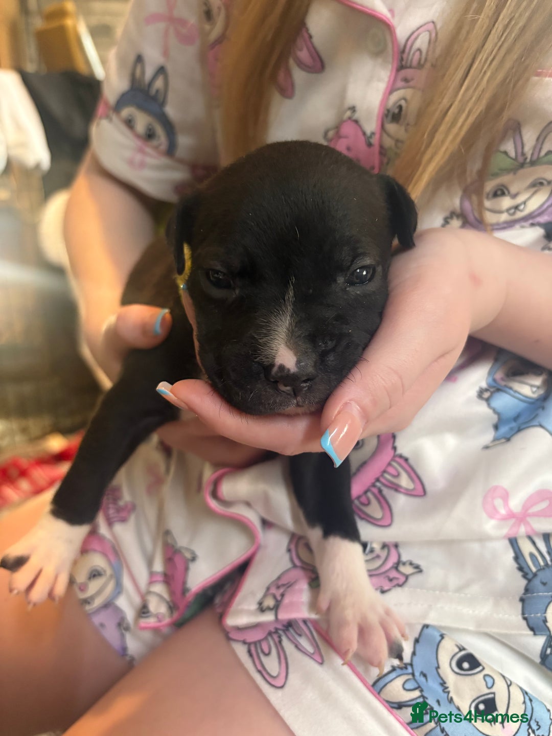 Mixed Breed dogs for sale: Staffy pups - Advert 25