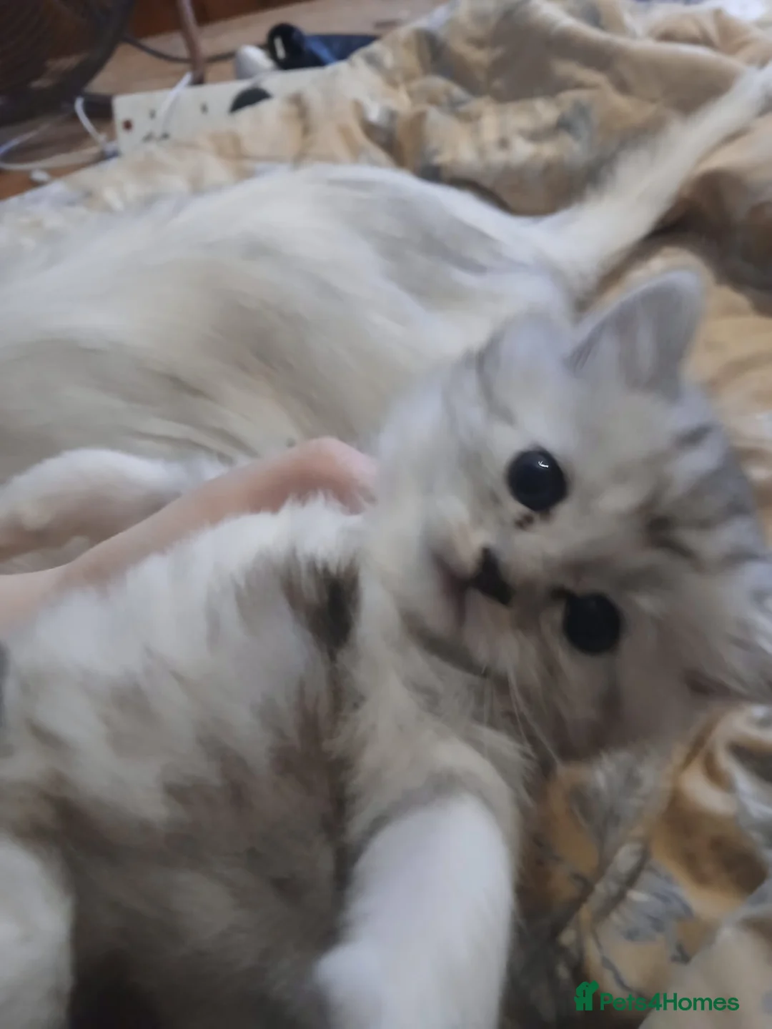 Persian cats for sale: Persian kittens - Advert 2