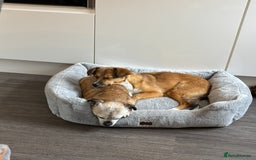 Mixed Breed dogs for sale: Mina  - Image 4