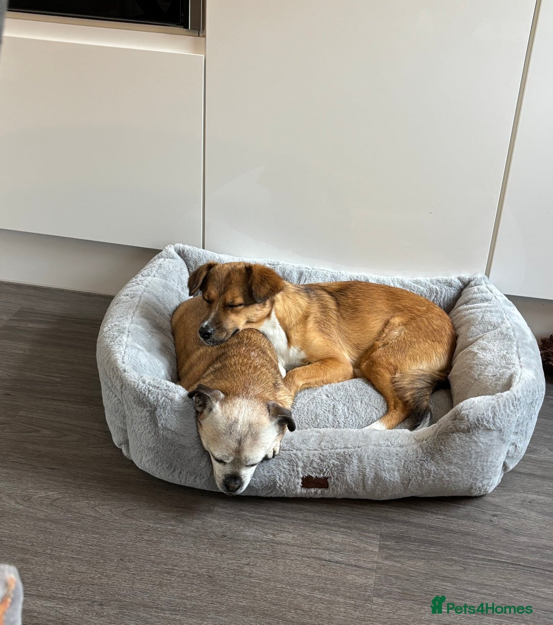 Mixed Breed dogs for sale: Mina  - Image 4