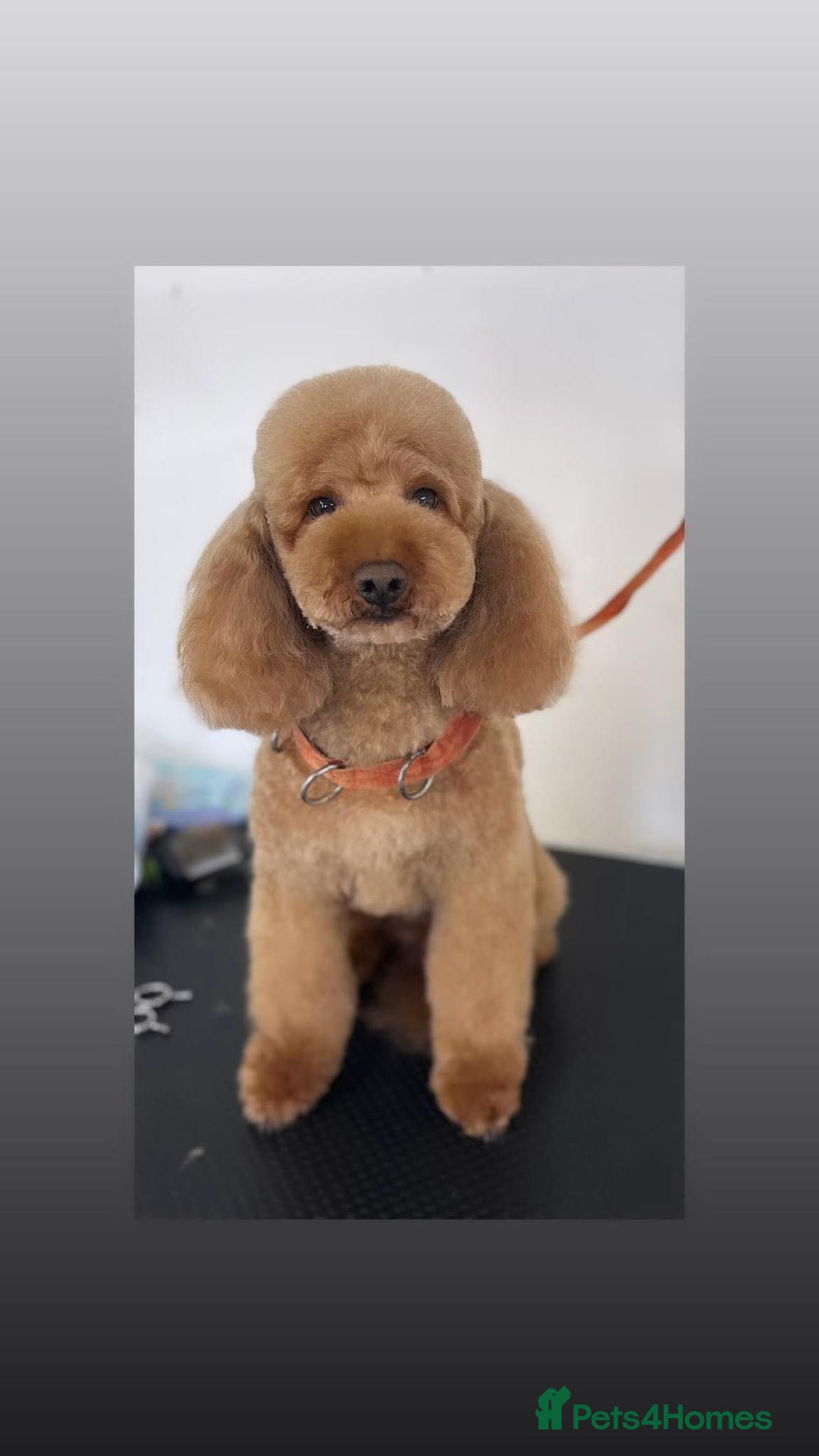 Miniature Poodle dogs for stud: Red Miniature Poodle Stud package Available  in Southampton - Advert 23