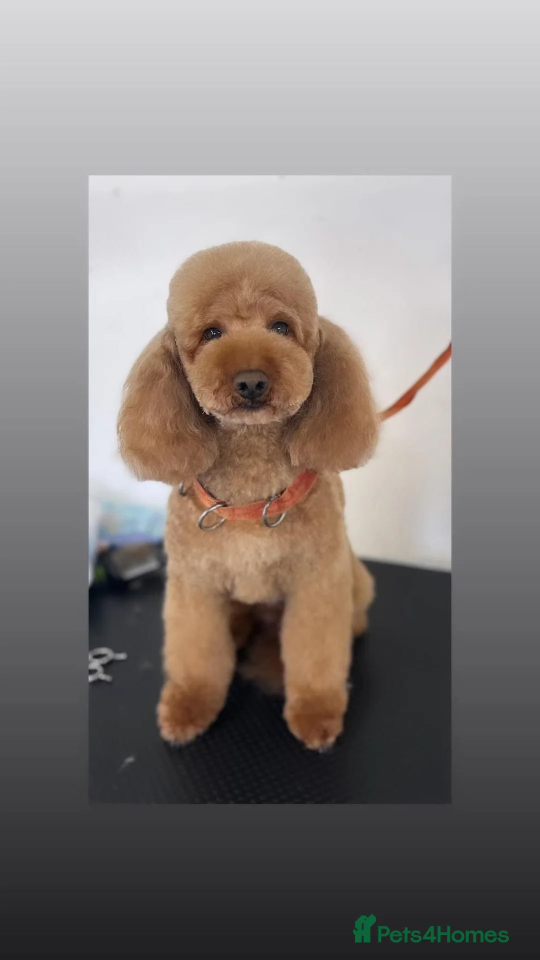 Miniature Poodle dogs for stud: Red Miniature Poodle Stud package Available  in Southampton - Advert 23