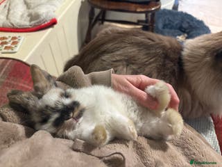 Mini Lop rabbits Vaccinated/raised indoors, mini lops and lion lop - Advert 17