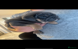 English Bulldog dogs for sale: 10 Top quality English bulldog puppies for sale  - Image 27